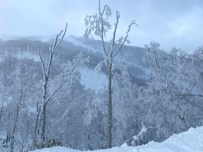 どこでも入れそうなツリーラン